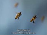 高中生物选择性必修二 3.4 生态系统的信息传递精讲课件