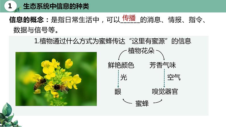 高中生物选择性必修二 3.4生态系统的信息传递精品课件05