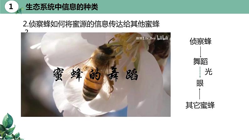 高中生物选择性必修二 3.4生态系统的信息传递精品课件06