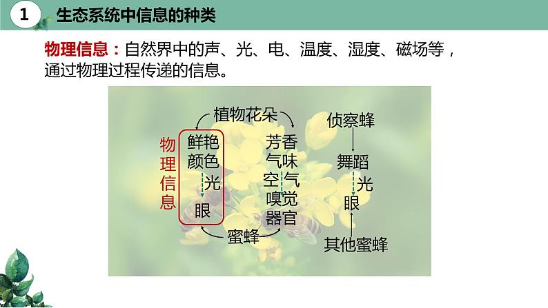 高中生物选择性必修二 3.4生态系统的信息传递精品课件07