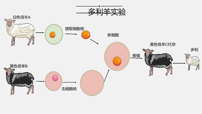 高中生物选择性必修三  2.2.3 动物体细胞核移植技术和克隆动物（第三课时） 课件04