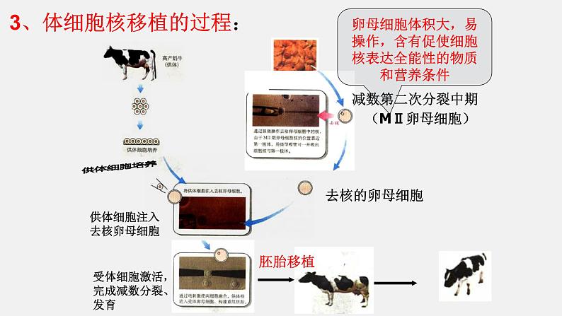 高中生物选择性必修三  2.2.3 动物体细胞核移植技术和克隆动物（第三课时） 课件06