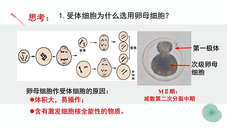 高中生物选择性必修三  2.2.3 动物体细胞核移植技术和克隆动物（第三课时） 课件07