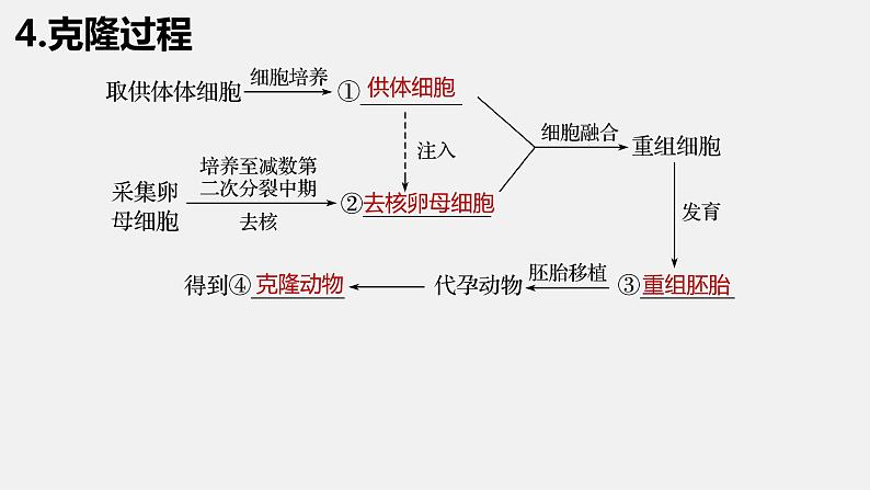 高中生物选择性必修三  2.2.3 动物体细胞核移植技术和克隆动物（第三课时） 课件08