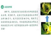 高中生物选择性必修三  3.2 基因工程的基本操作程序 课件