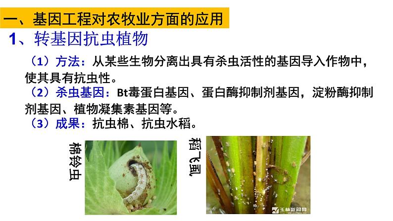 高中生物选择性必修三  3.3基因工程的应用 课件06