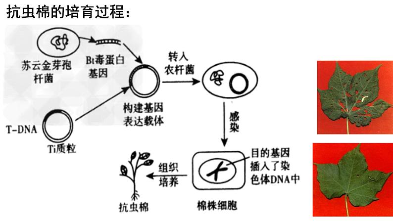 高中生物选择性必修三  3.3基因工程的应用 课件07