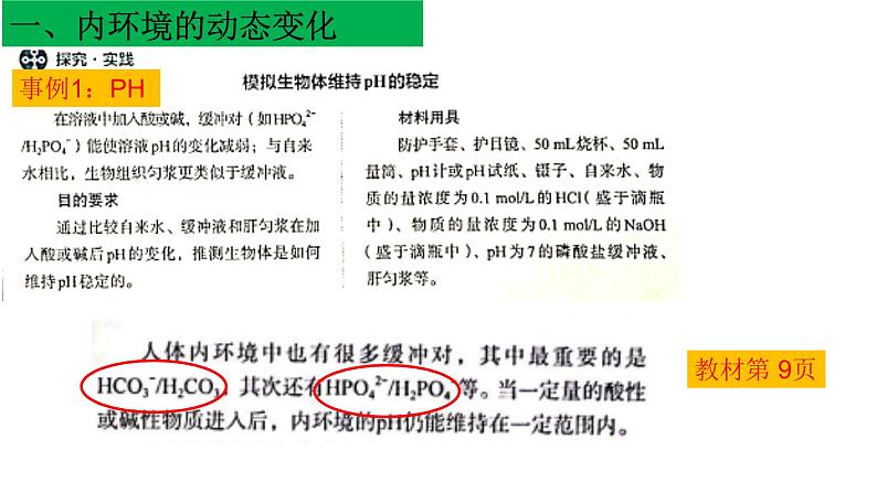 高中生物选择性必修一   1 1.2 内环境的稳态  课件(共33张)08