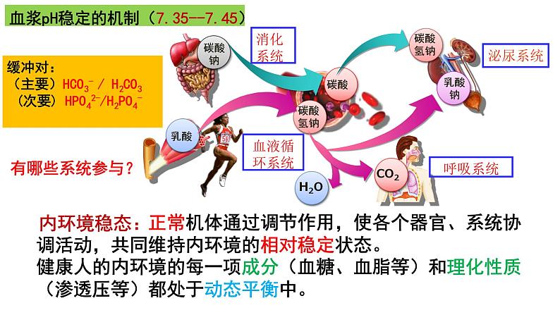 高中生物选择性必修一   1.2 内环境的稳态 课件(共16张)04