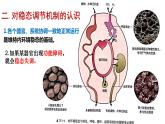 高中生物选择性必修一   1.2 内环境的稳态 课件(共16张)