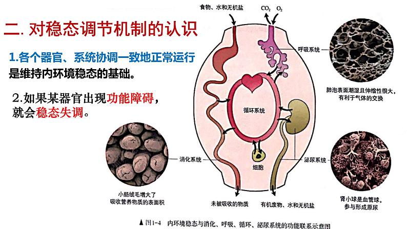 高中生物选择性必修一   1.2 内环境的稳态 课件(共16张)05