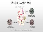 高中生物选择性必修一   1.2 内环境的稳态 课件