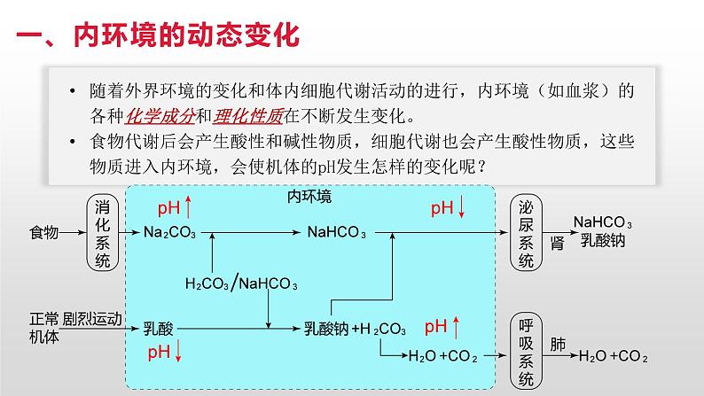 高中生物选择性必修一   1.2 内环境的稳态 课件05