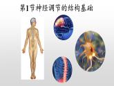 高中生物选择性必修一   2.1 神经调节的结构基础  课件