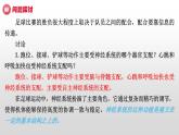 高中生物选择性必修一   2.1 神经调节的结构基础  课件