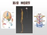 高中生物选择性必修一   2.2 神经调节的基本方式 课件