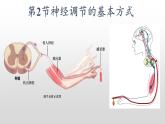 高中生物选择性必修一   2.2 神经调节的基本方式 课件