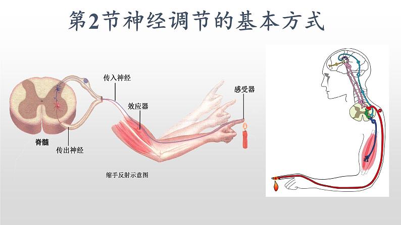 高中生物选择性必修一   2.2 神经调节的基本方式 课件第2页