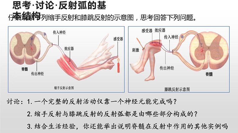 高中生物选择性必修一   2.2 神经调节的基本方式 课件第6页