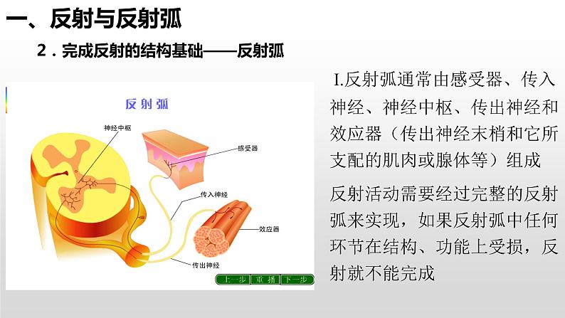 高中生物选择性必修一   2.2 神经调节的基本方式 课件第8页