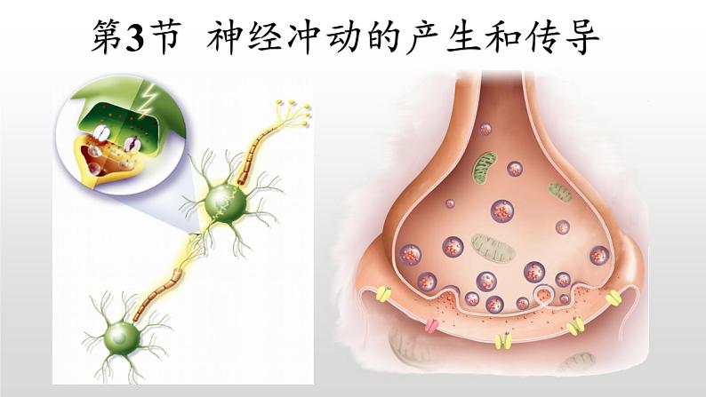 高中生物选择性必修一   2.3 神经冲动的产生和传导 课件第2页