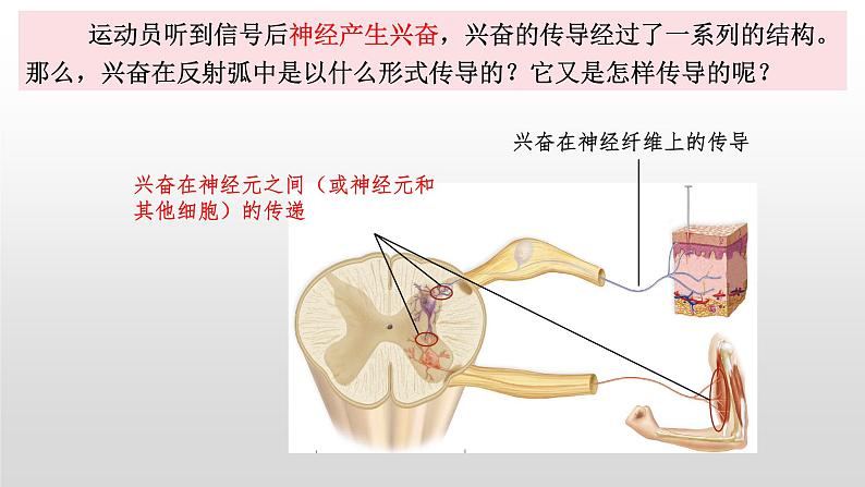 高中生物选择性必修一   2.3 神经冲动的产生和传导 课件第5页