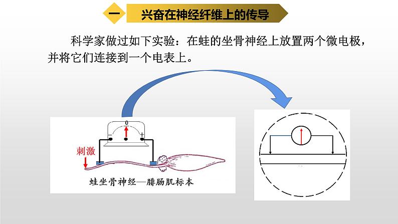 高中生物选择性必修一   2.3 神经冲动的产生和传导 课件第6页