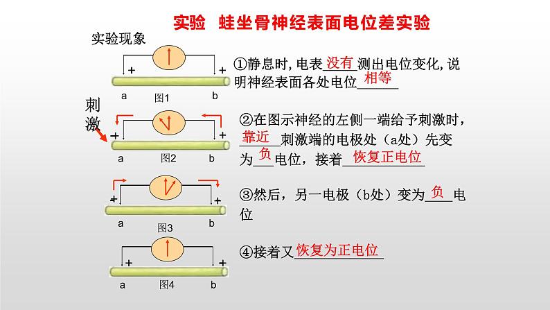 高中生物选择性必修一   2.3 神经冲动的产生和传导 课件第7页