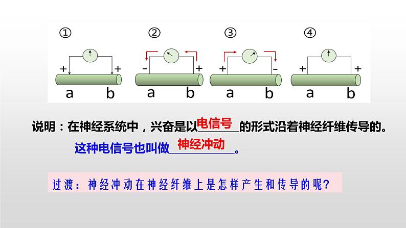 高中生物选择性必修一   2.3 神经冲动的产生和传导 课件第8页