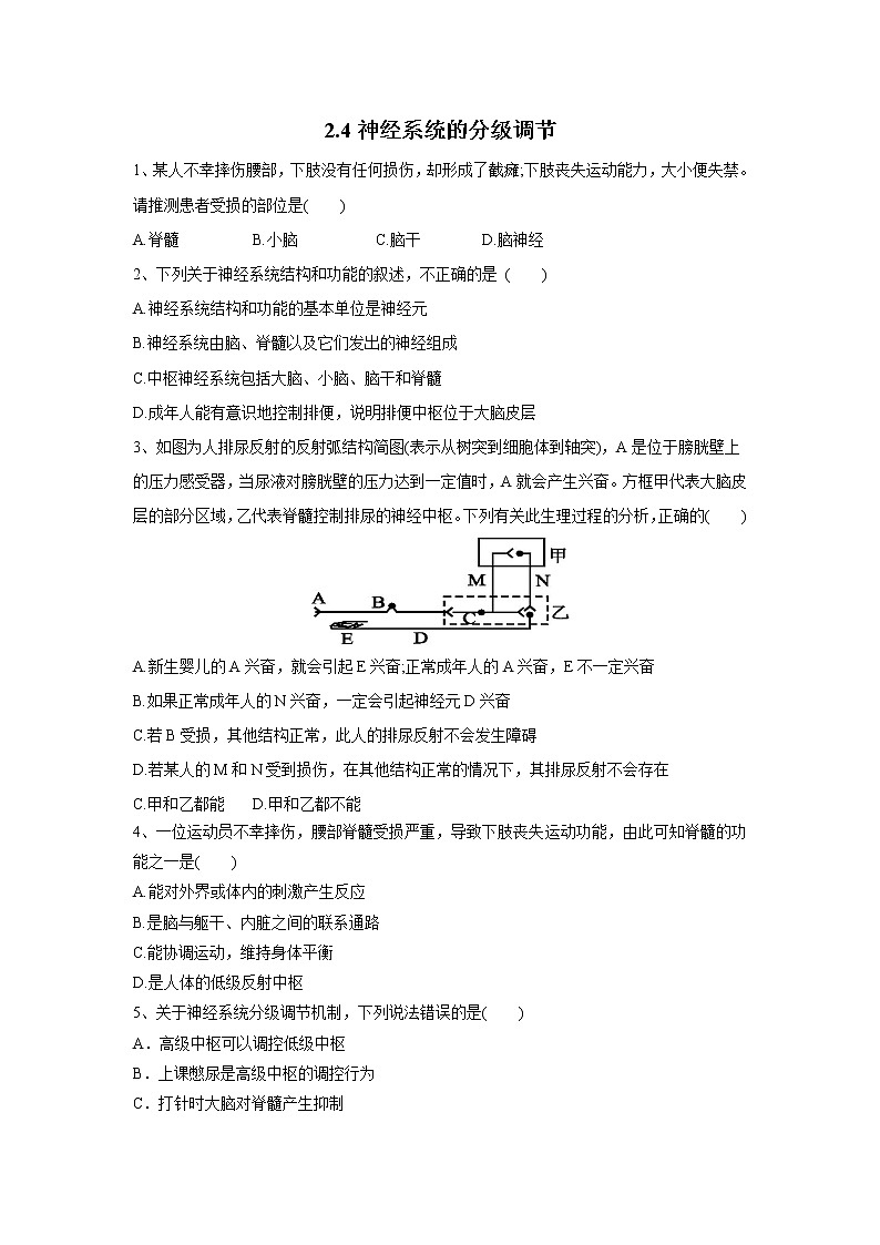 高中生物选择性必修一   2.4 神经系统的分级调节（练习）(无答案)第1页