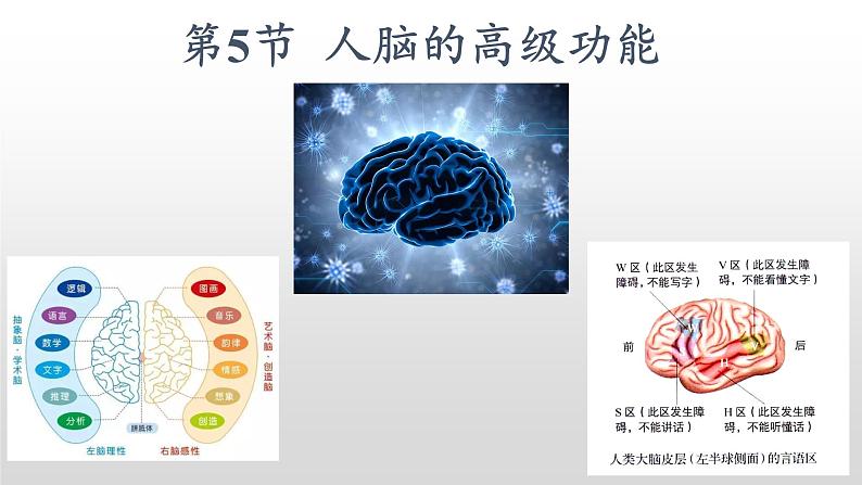 高中生物选择性必修一   2.5 人脑的高级功能  课件02