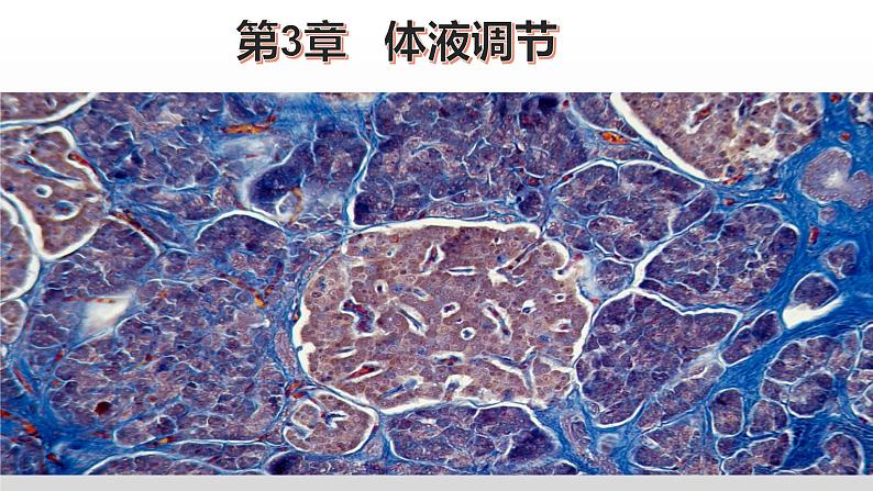 高中生物选择性必修一   3.2 激素调节的过程 课件第1页