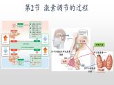 高中生物选择性必修一   3.2 激素调节的过程 课件
