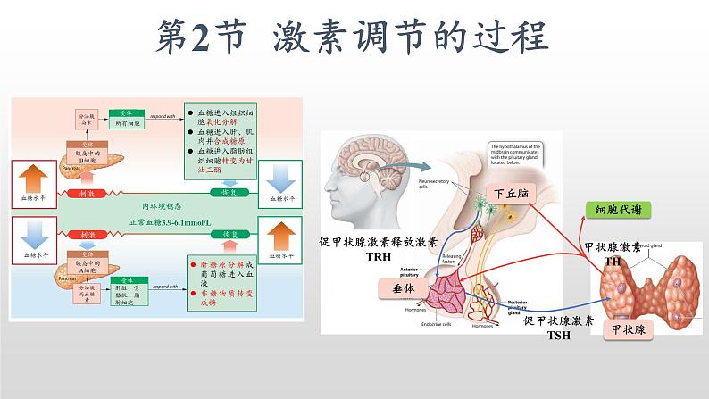 高中生物选择性必修一   3.2 激素调节的过程 课件第2页