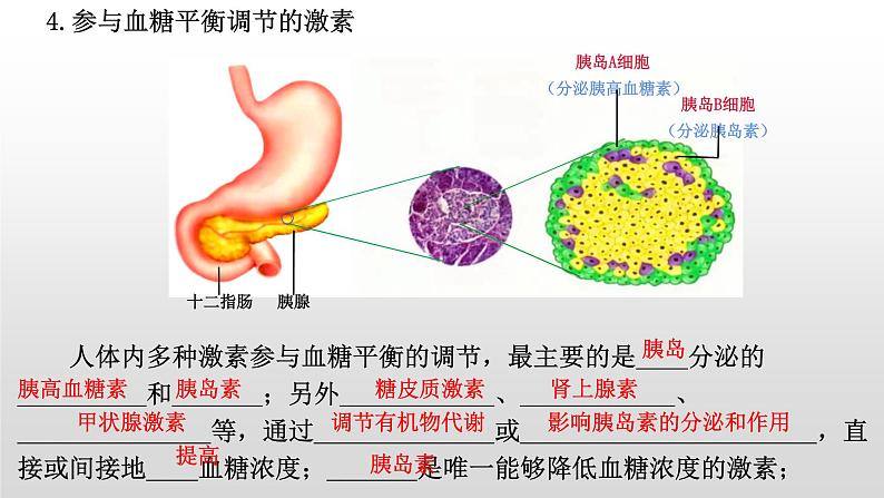 高中生物选择性必修一   3.2 激素调节的过程 课件第7页