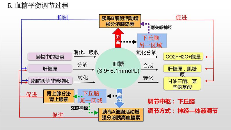 高中生物选择性必修一   3.2 激素调节的过程 课件第8页