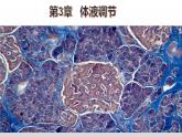 高中生物选择性必修一   3.3 体液调节与神经调节的关系 课件