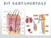 高中生物选择性必修一   3.3 体液调节与神经调节的关系 课件