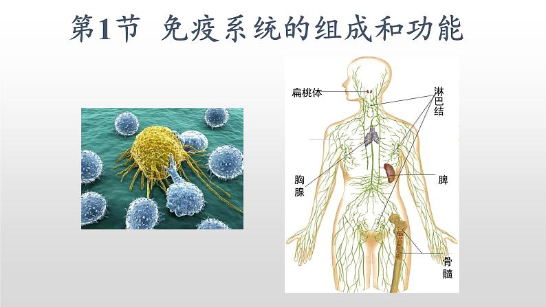 高中生物选择性必修一   4.1 免疫系统的组成和功能 课件02