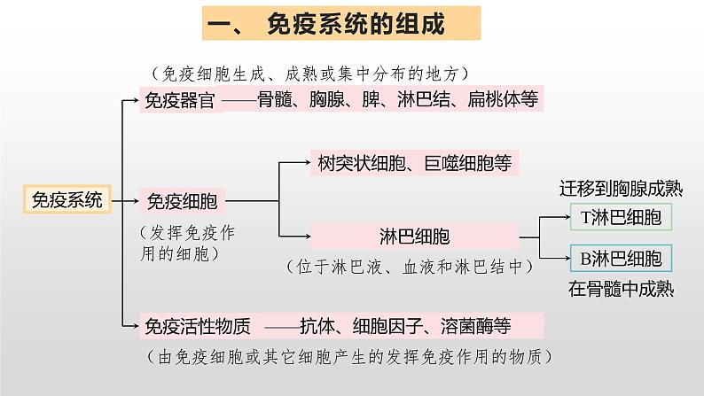 高中生物选择性必修一   4.1 免疫系统的组成和功能 课件06