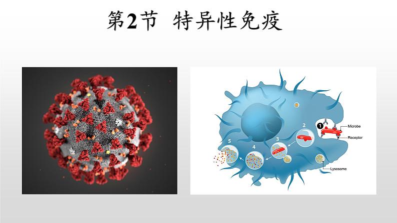 高中生物选择性必修一   4.2 特异性免疫 课件第2页