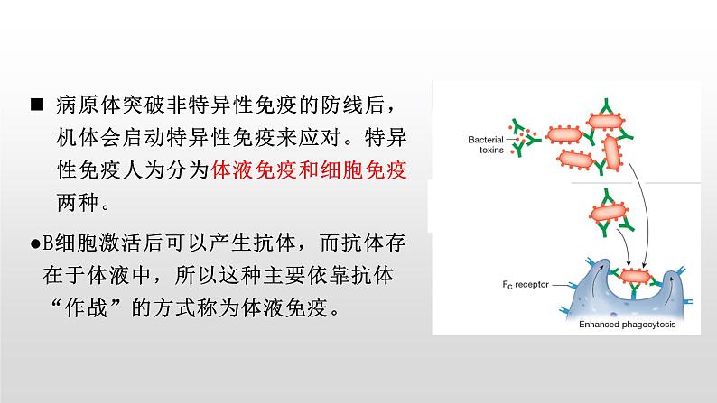高中生物选择性必修一   4.2 特异性免疫 课件第7页