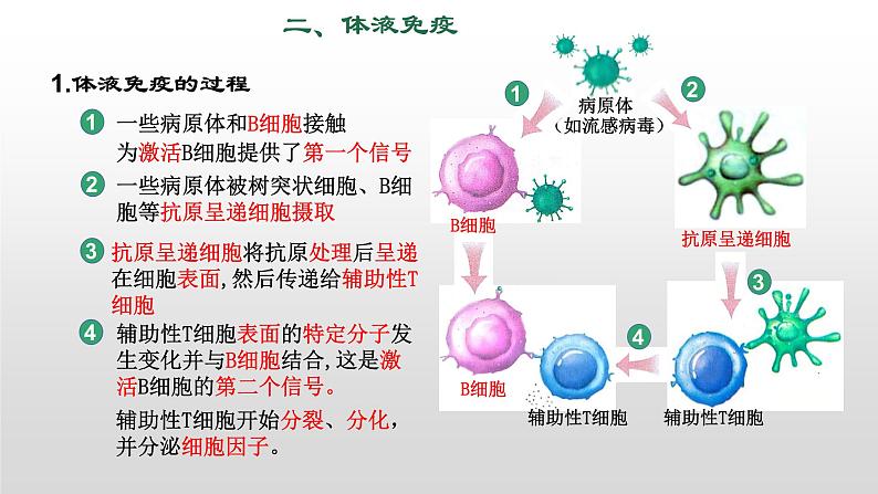 高中生物选择性必修一   4.2 特异性免疫 课件第8页