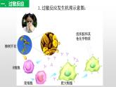高中生物选择性必修一   4.3 免疫失调  课件