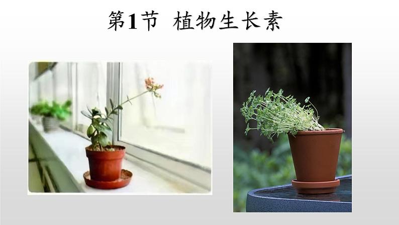 高中生物选择性必修一   5.1 植物生长素 课件第2页