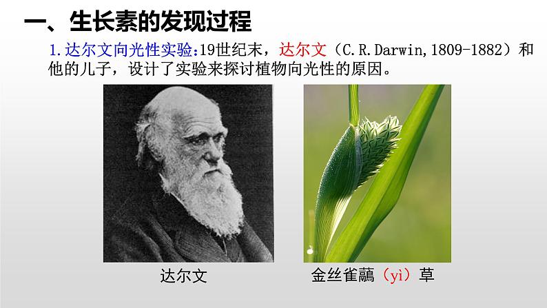 高中生物选择性必修一   5.1 植物生长素 课件第5页