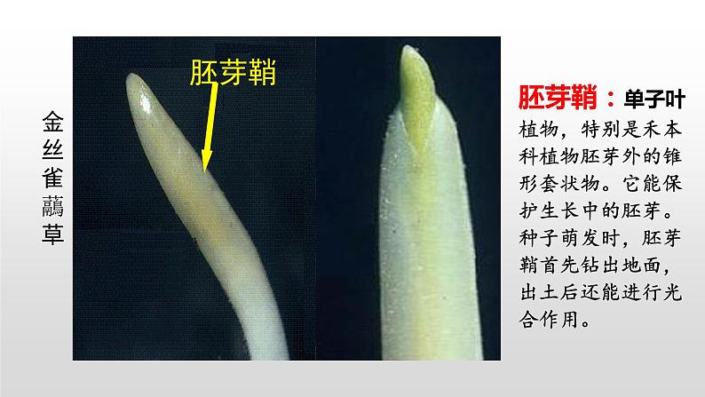 高中生物选择性必修一   5.1 植物生长素 课件第6页