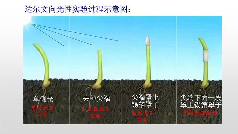 高中生物选择性必修一   5.1 植物生长素 课件第7页