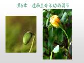 高中生物选择性必修一   5.2 其他植物激素 课件