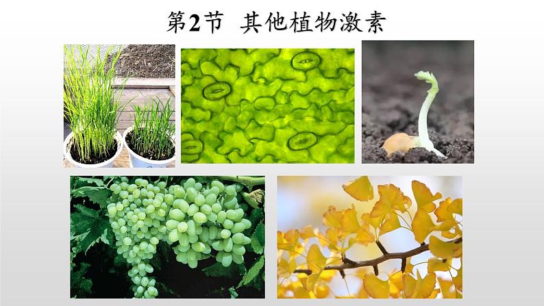 高中生物选择性必修一   5.2 其他植物激素 课件02